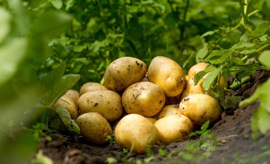 Jaki typ ziemniaków do placków ziemniaczanych?